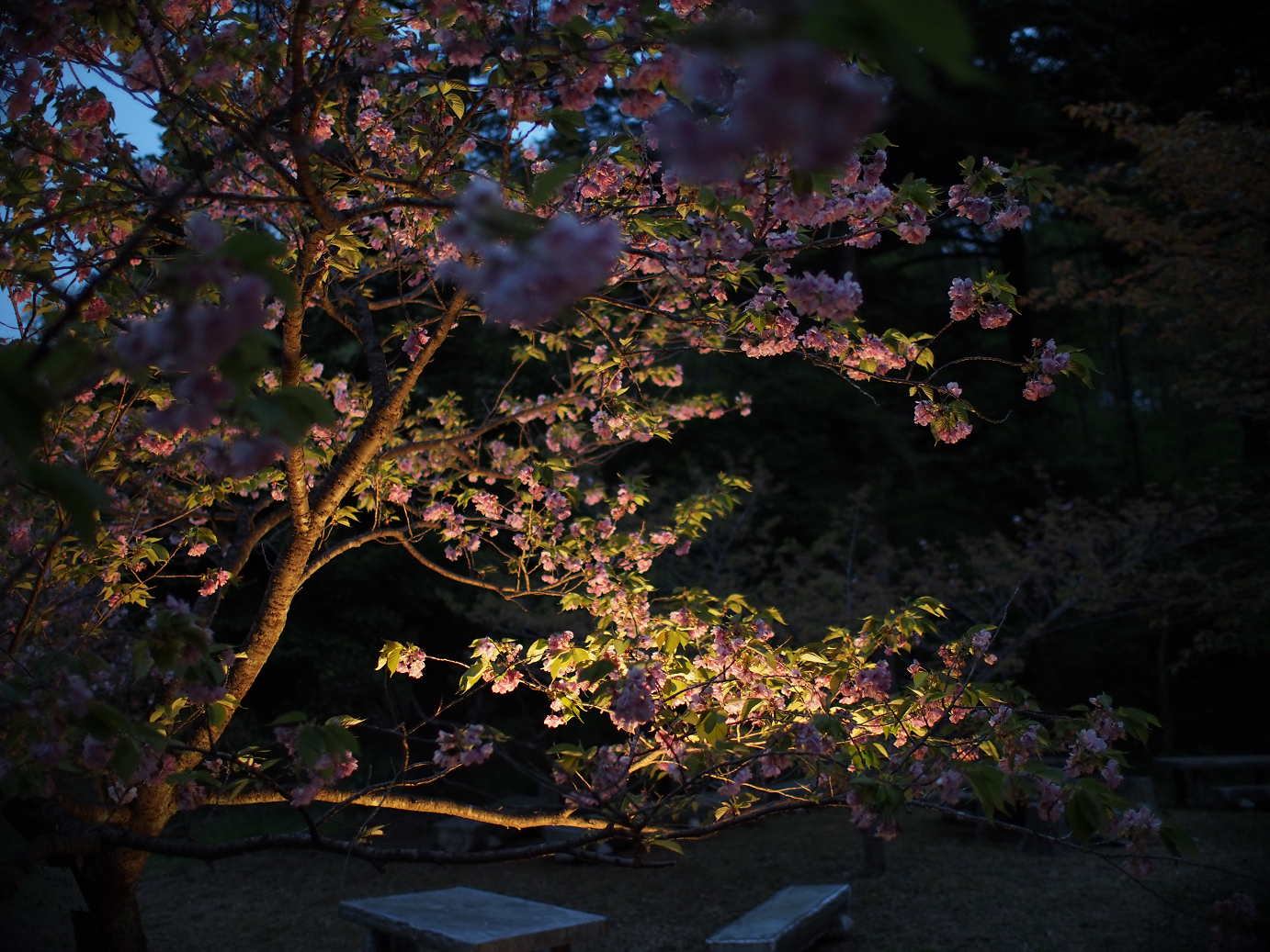 P4230475.jpg