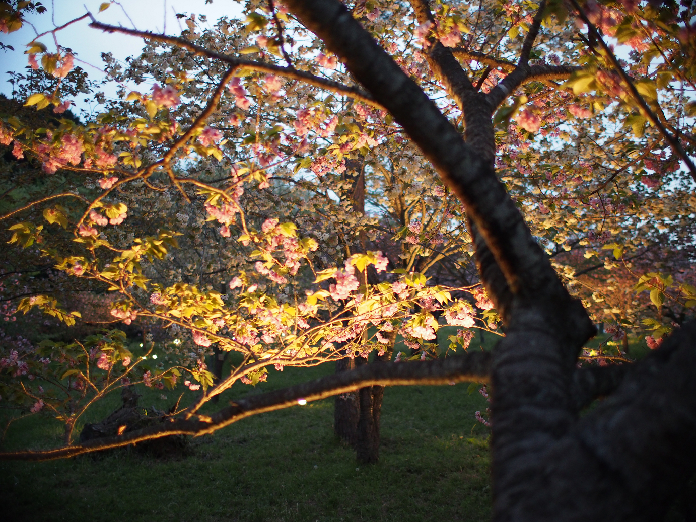 P4230476.jpg