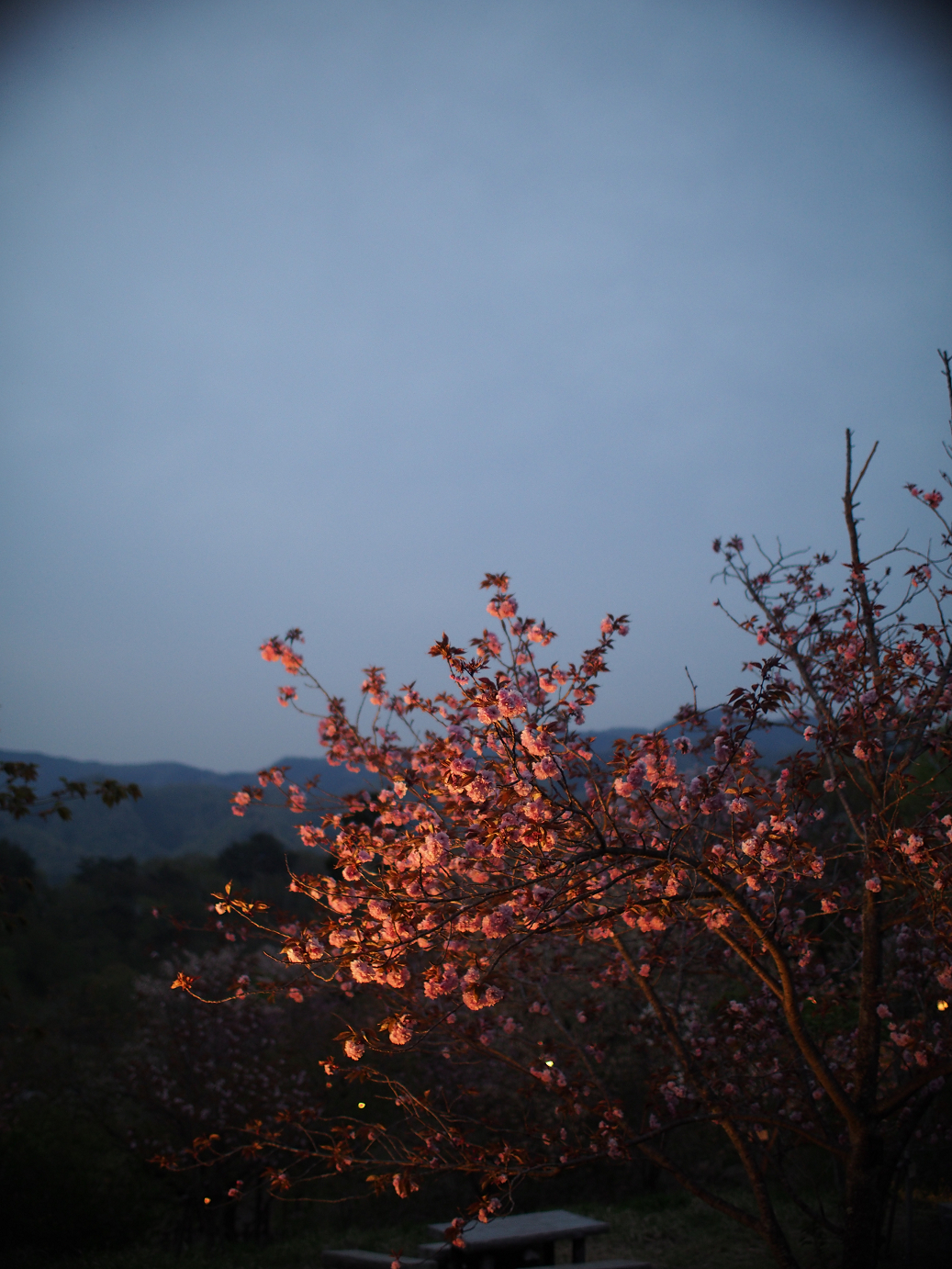 P4230484.jpg