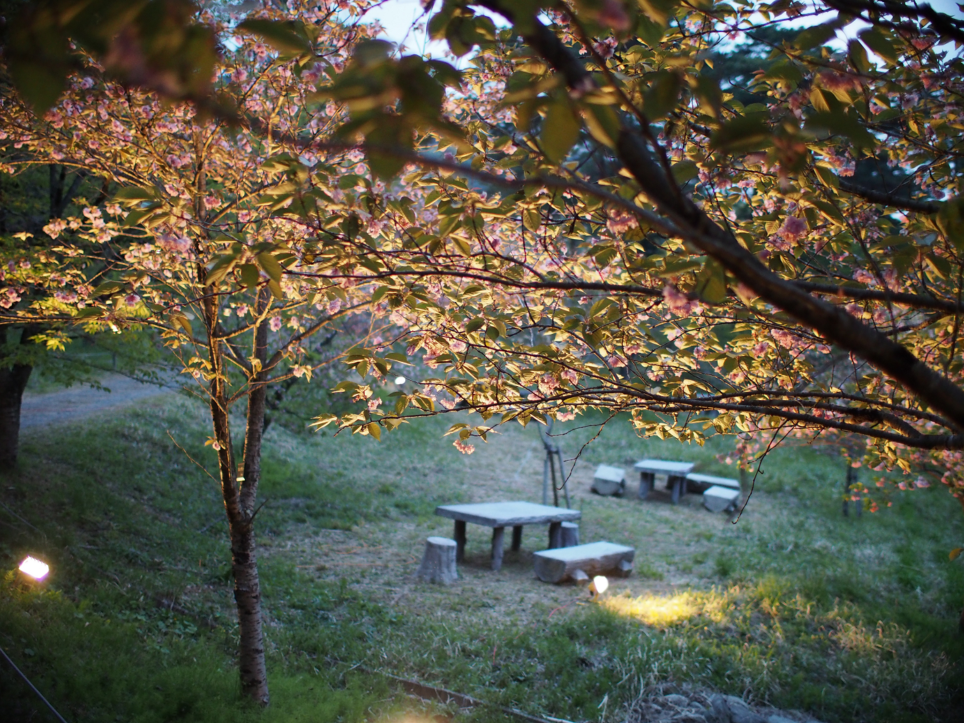 P4230486.jpg