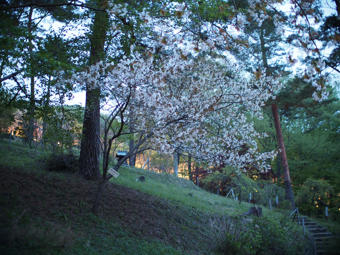 P4230512.jpg