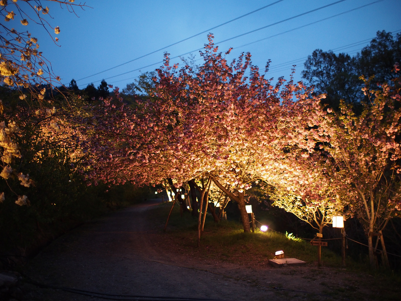 P4230528.jpg