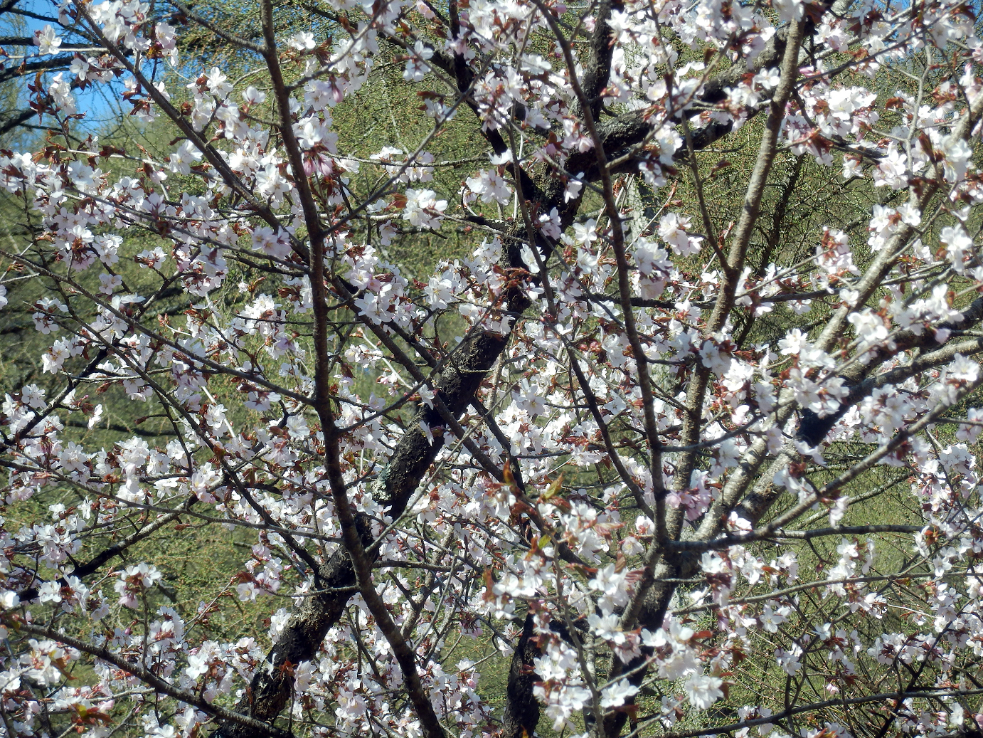 P4278006.jpg