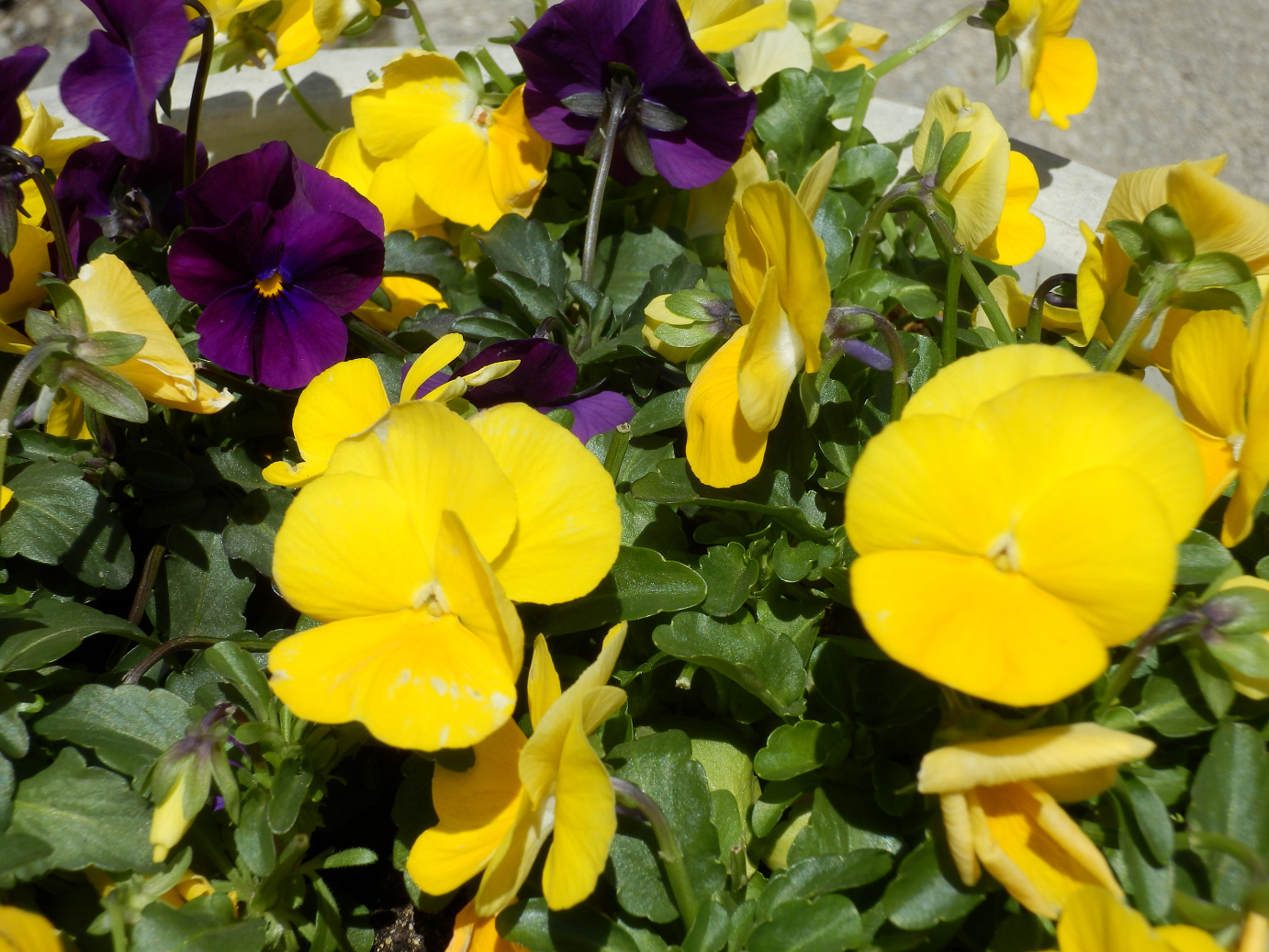 P4278151.jpg