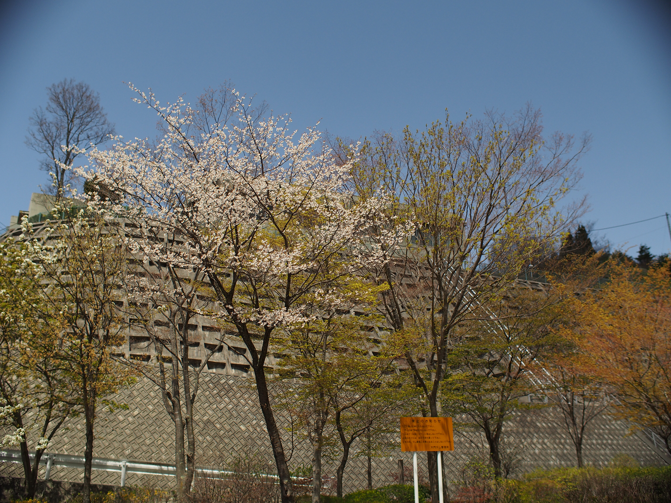 P4278185.jpg