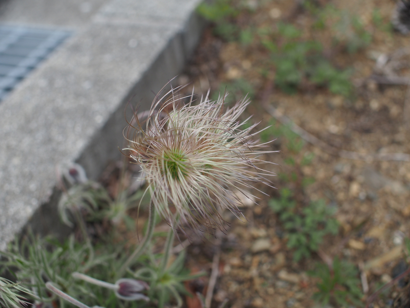 P4278211.jpg