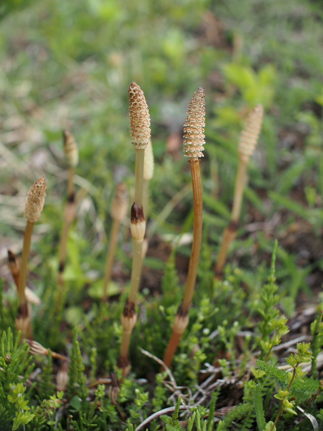 P4278218.jpg