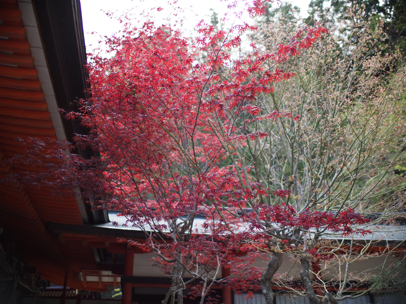P4278224.jpg