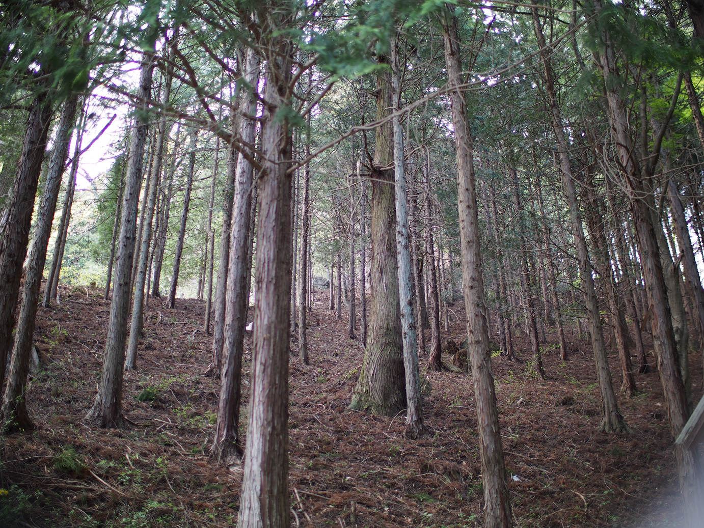 P4278232.jpg