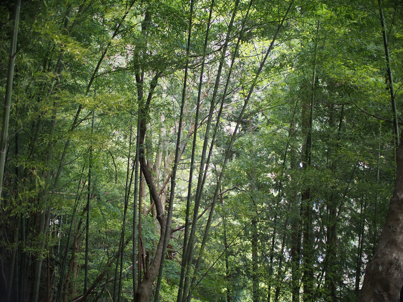 P4278233.jpg