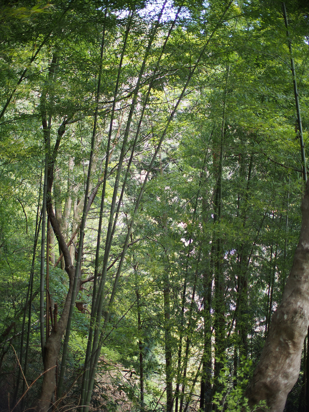 P4278234.jpg