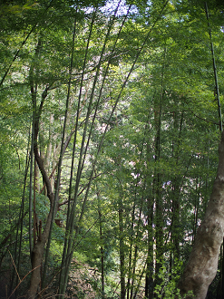 P4278234_thumb.png