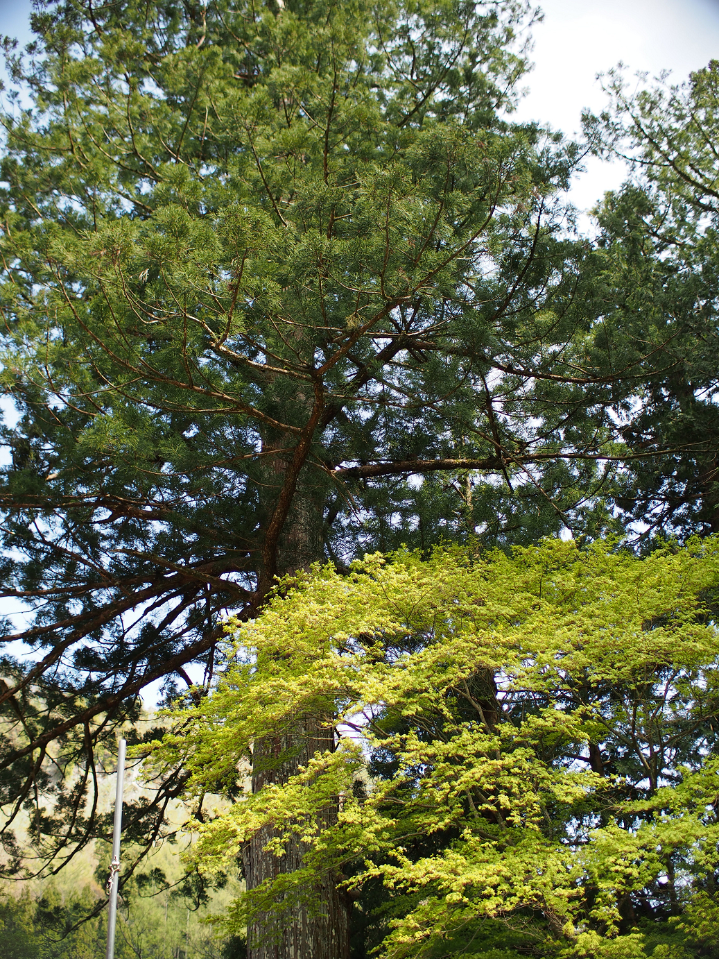 P4278254.jpg