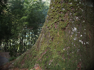 P4278256_thumb.png