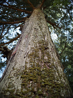 P4278257_thumb.png