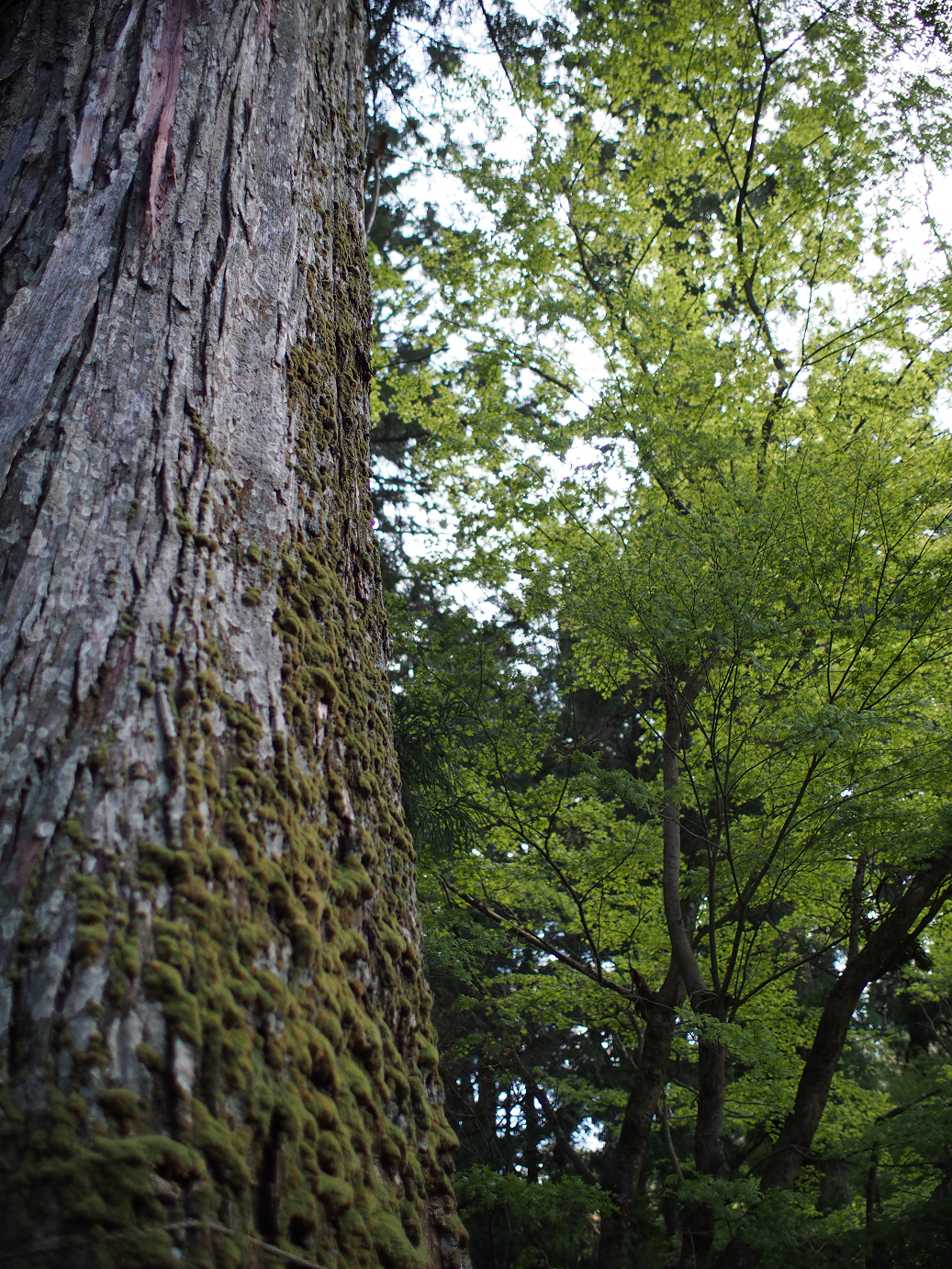P4278259.jpg