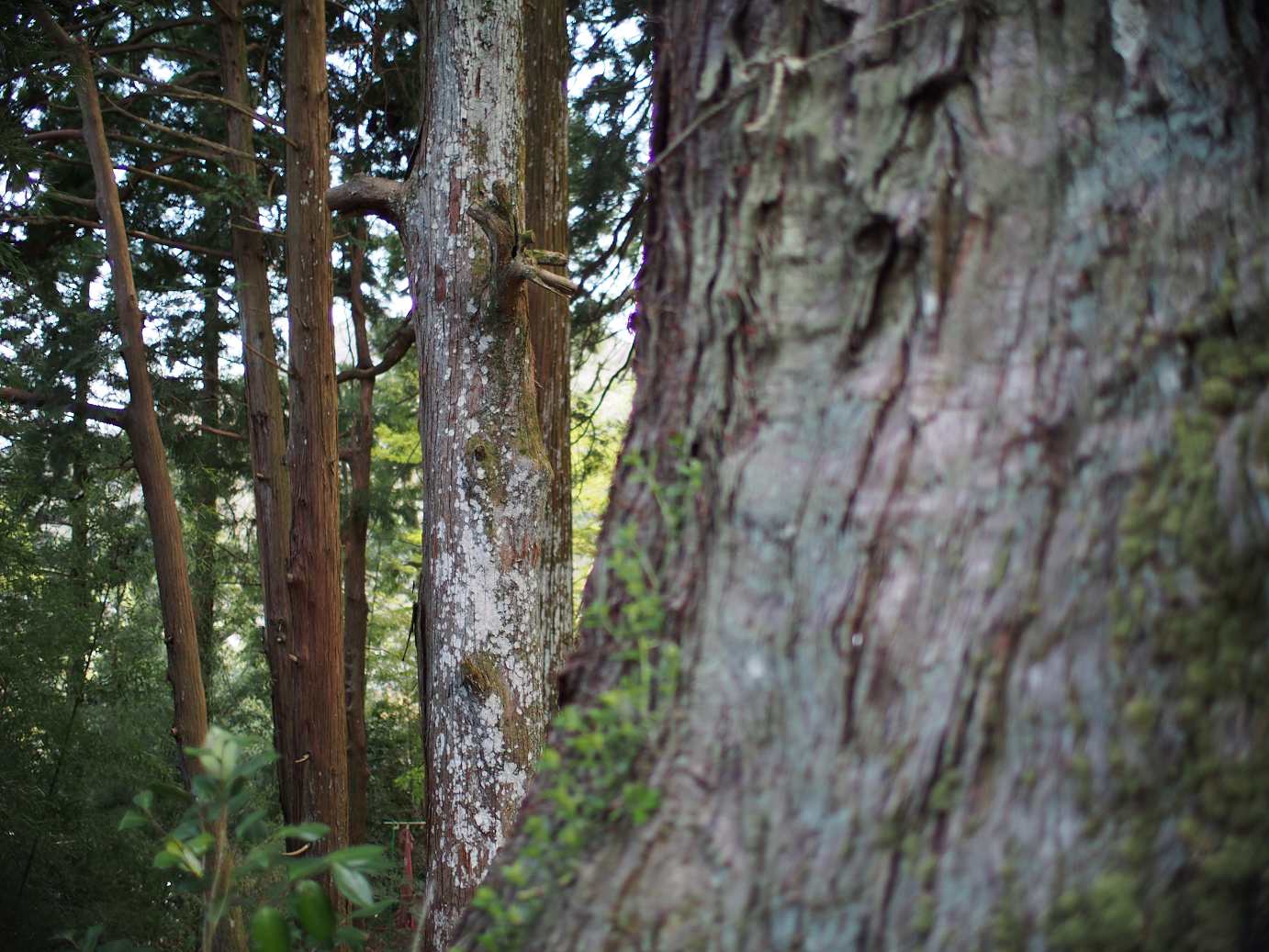 P4278260.jpg