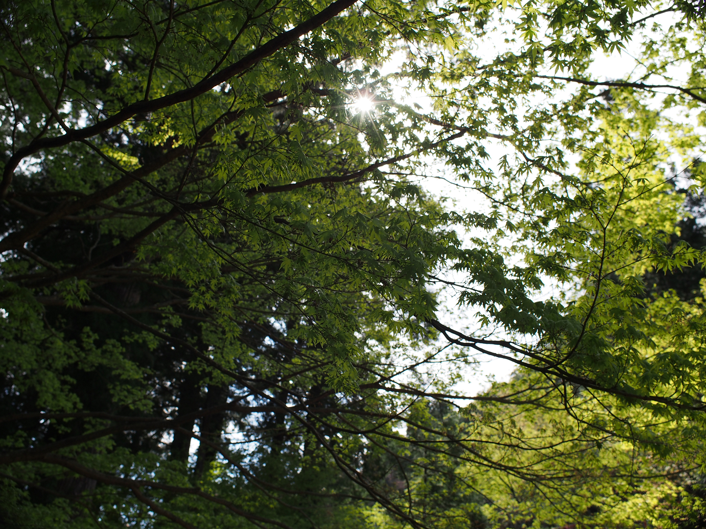 P4278262.jpg