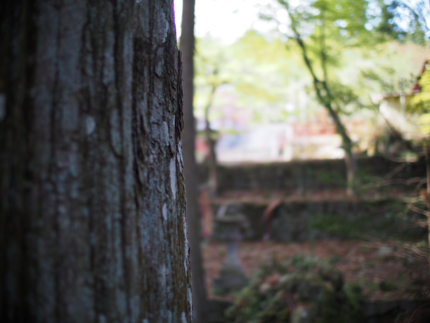 P4278271.jpg