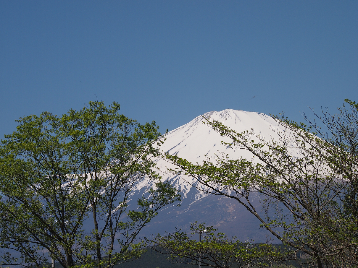P428131.jpg
