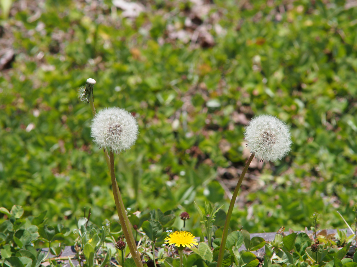 P428185.jpg