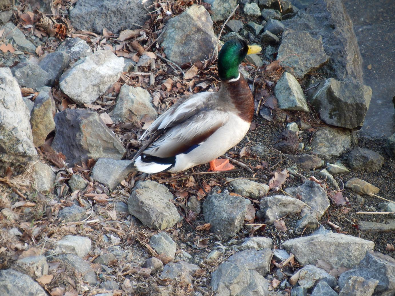 P428672.jpg