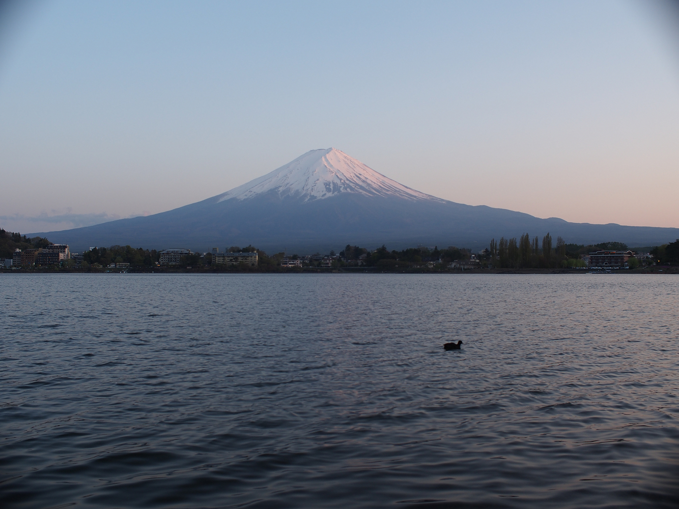 P428687.jpg
