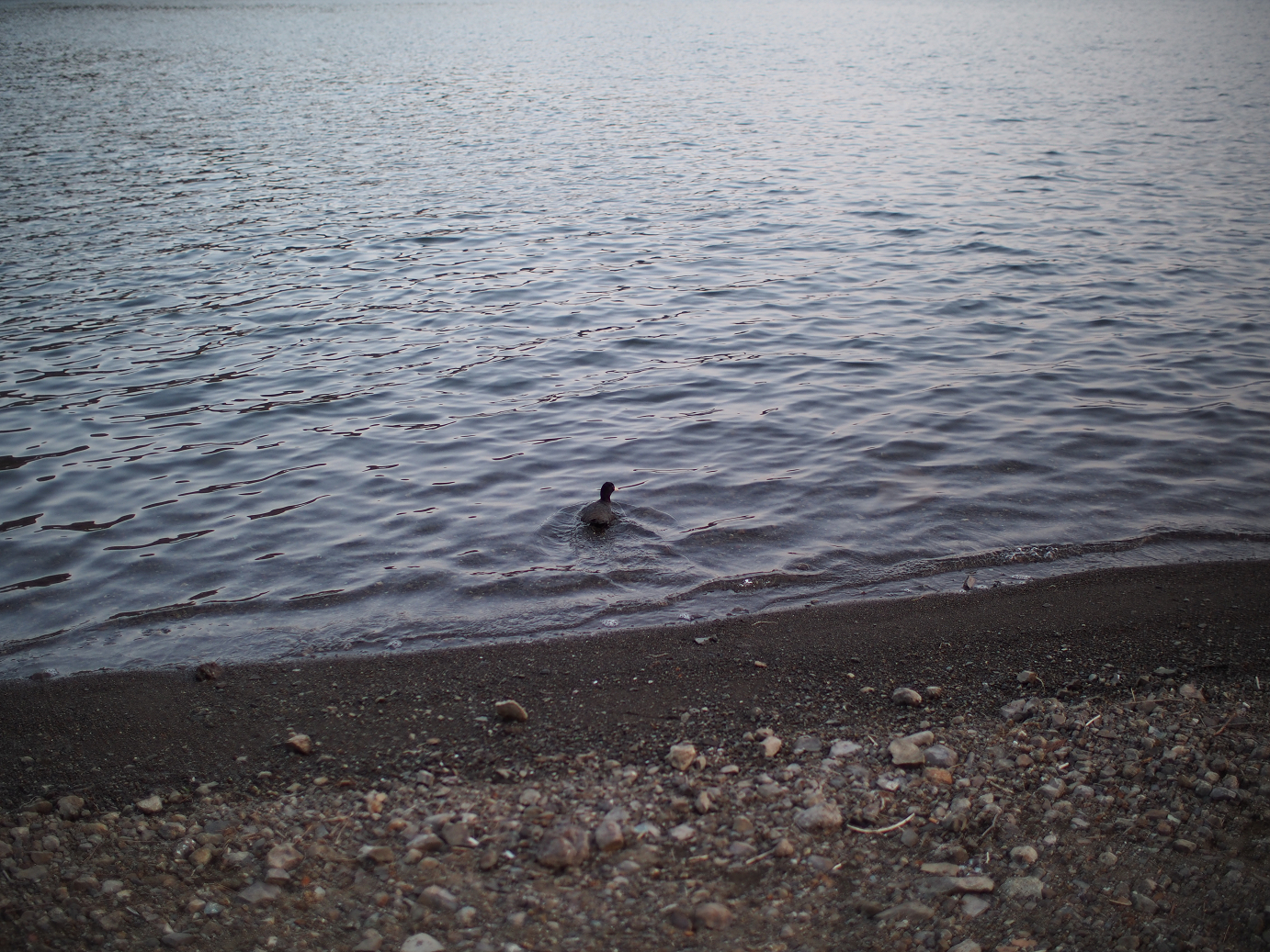 P428690.jpg