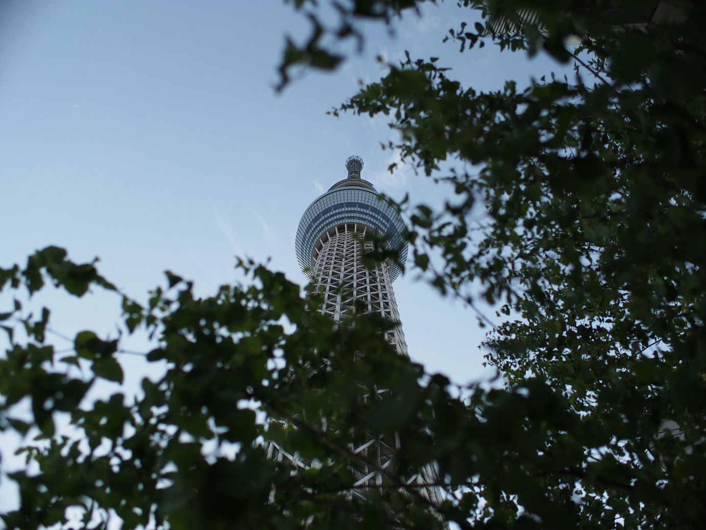 P5150392.jpg