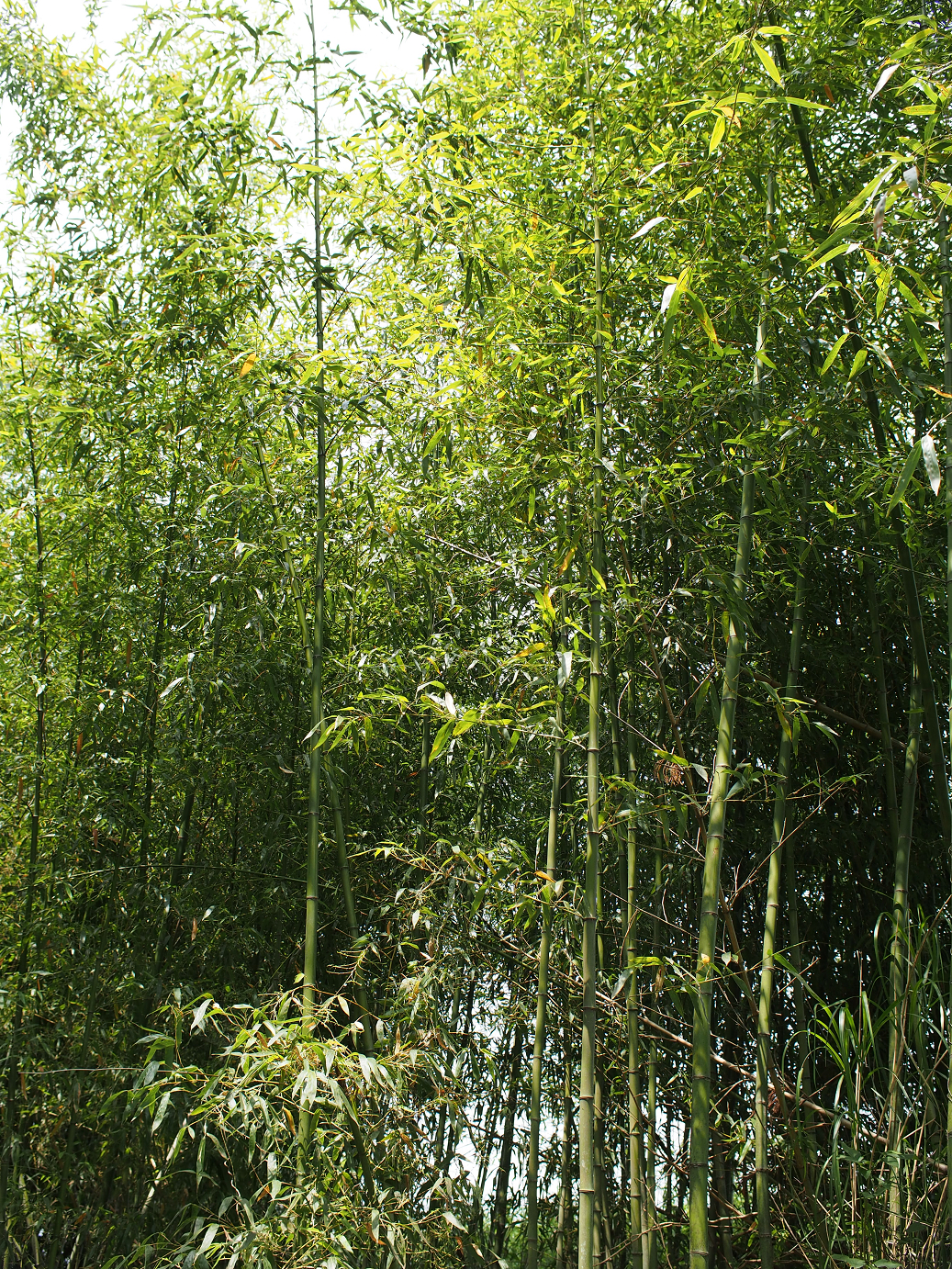 P5260252.jpg