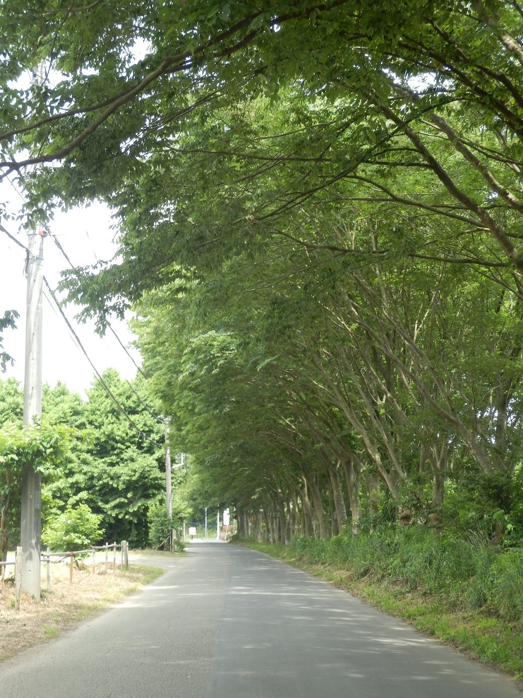 P5260439.jpg