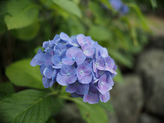 P6150017_thumb.png