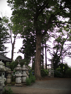 P6150018_thumb.png
