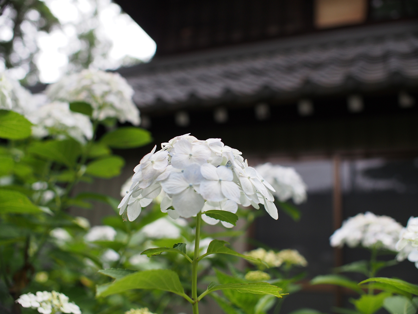 P6150020.jpg