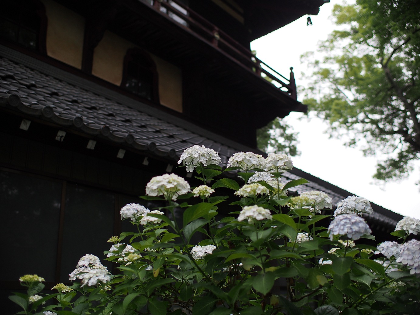 P6150021.jpg