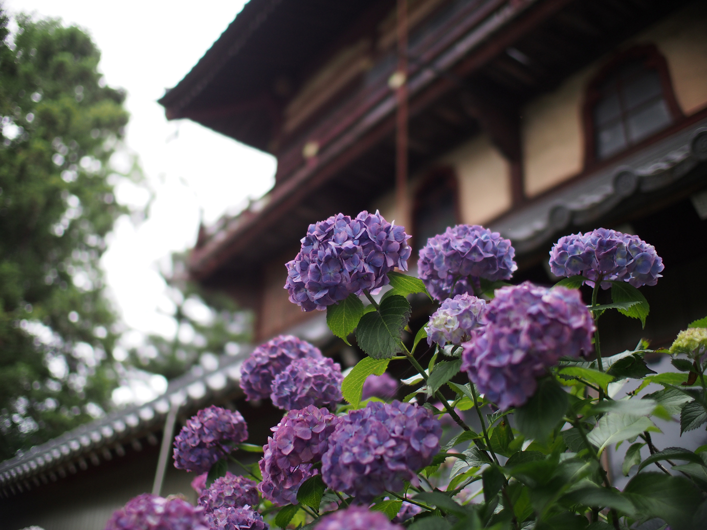 P6150026.jpg
