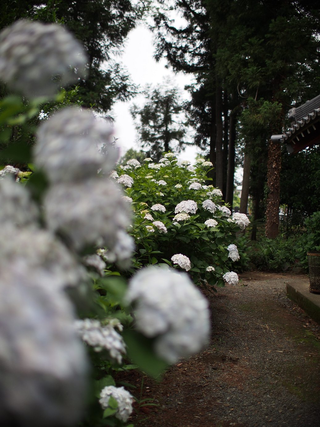 P6150029.jpg