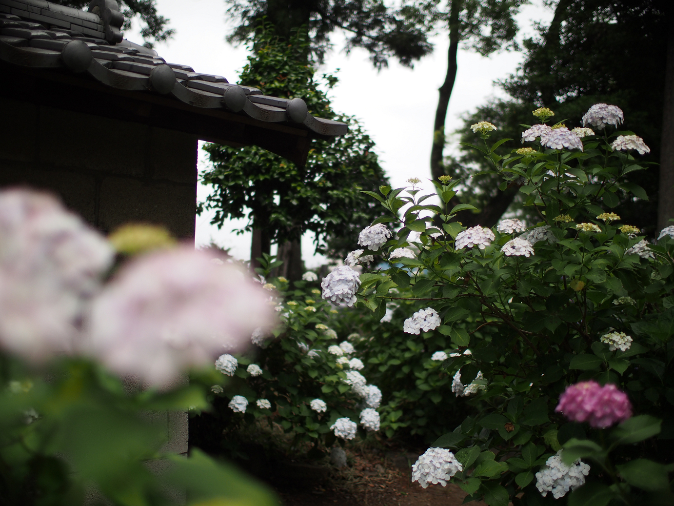P6150033.jpg