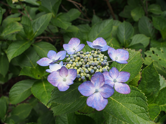 P6150035_thumb.png