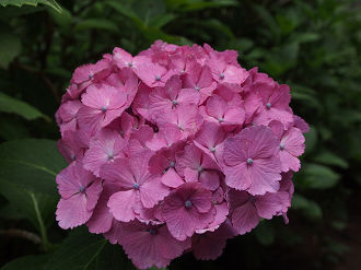 P6150039_thumb.png