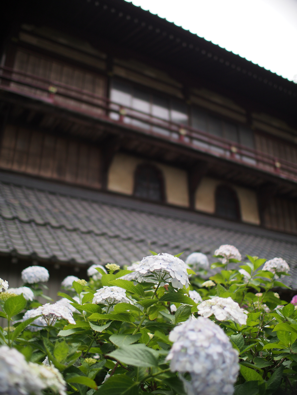 P6150040.jpg