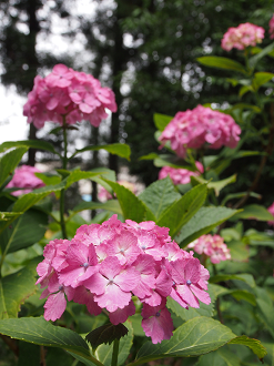 P6150041_thumb.png