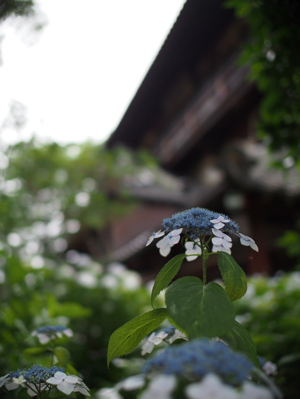 P6150044.jpg