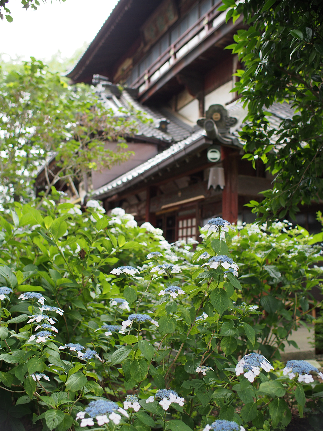 P6150045.jpg