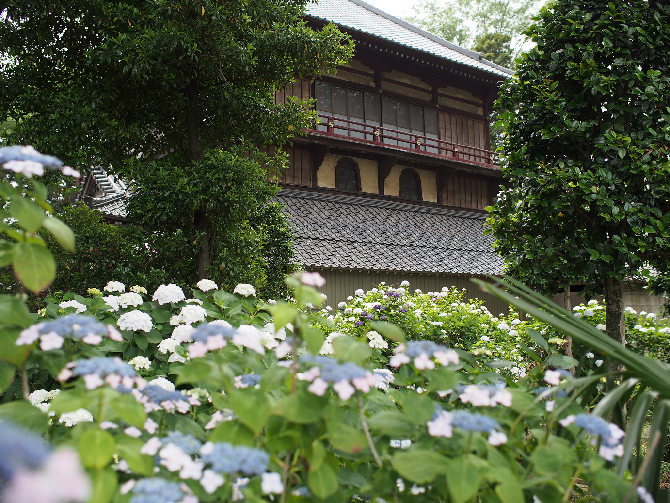 P6150054.jpg