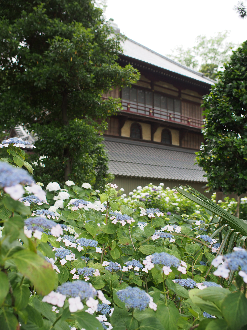 P6150056.jpg