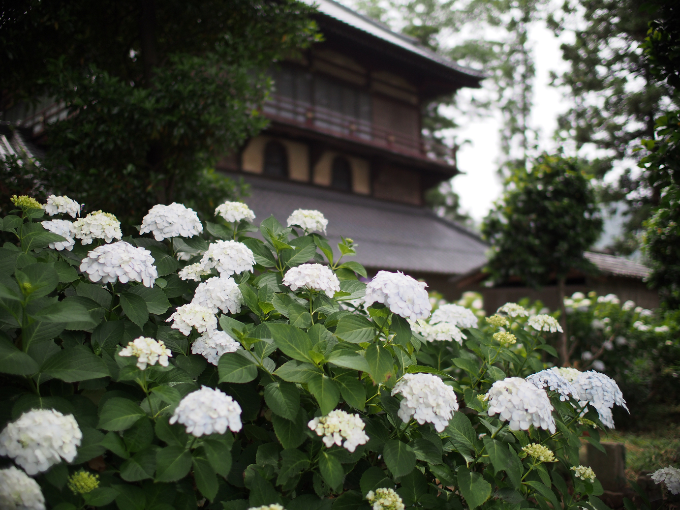 P6150057.jpg
