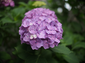 P6150135_thumb.png