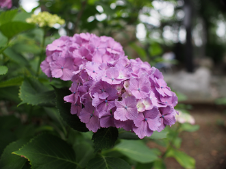 P6150136_thumb.png