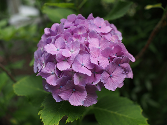 P6150139_thumb.png